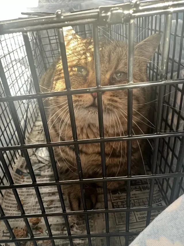 悪徳ブリーダーの告発：猫 ブリーダー 劣悪な現場の悲惨な現実